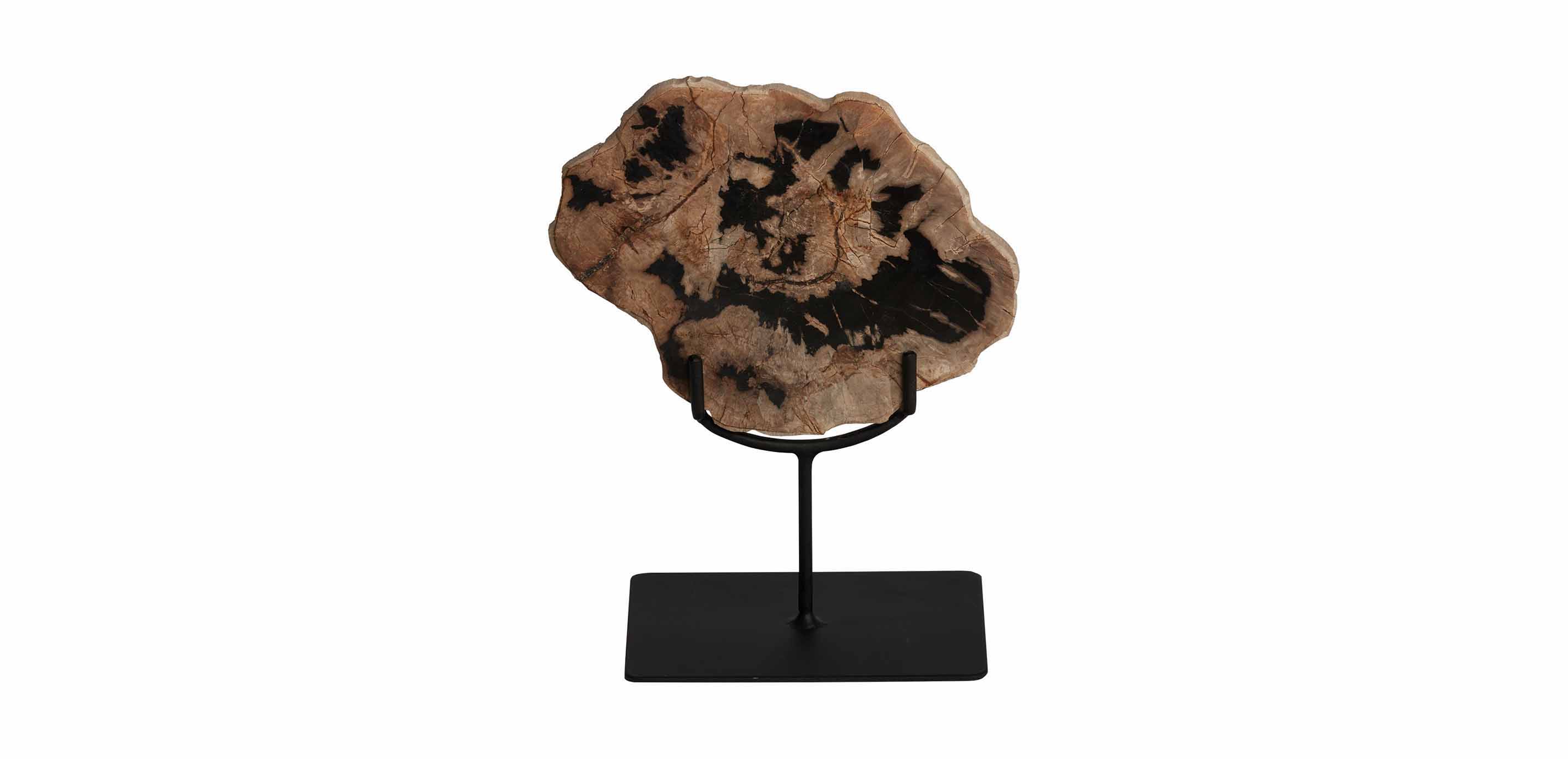 Petrified Wood Decor: Transform Your Space with Timeless Elegance